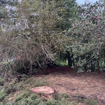 Oscar Moreno Tree Service - tree stump - Tree Services Near Me - Hayward, California Oscar Moreno Tree Service - tree stump - Tree Services Near Me - Hayward, California