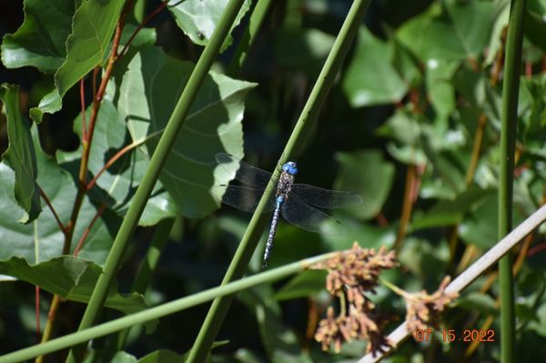 Roaring Camp by null