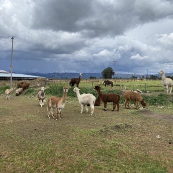 Sonoma Lavender BnB Farm - Even the horses next door want to be a part of the pack! - Attraction Farms Near Me Sonoma Lavender BnB Farm - Even the horses next door want to be a part of the pack! - Attraction Farms Near Me