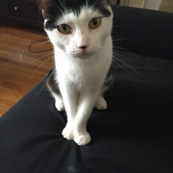 Anjellicle Cats Rescue - Panini (1y1m) - Animal Shelters Near Me - New York, New York