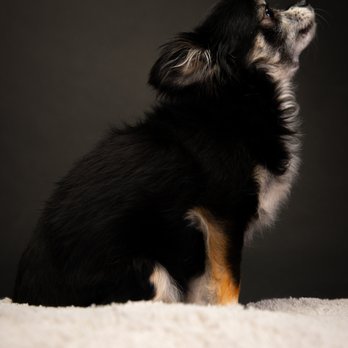 Tony Simons Imagery - Dot Dot the Chihuahua - Pet Photography Near Me Tony Simons Imagery - Dot Dot the Chihuahua - Pet Photography Near Me
