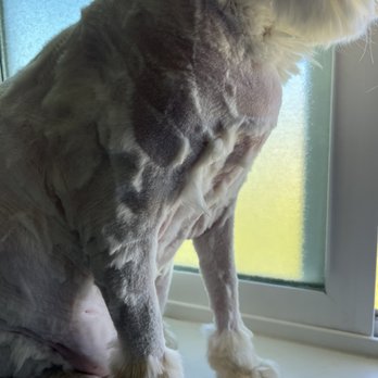 Sunnyside Veterinary Clinic - Veterinarians Near Me - Idaho Falls, Idaho Sunnyside Veterinary Clinic - Veterinarians Near Me - Idaho Falls, Idaho