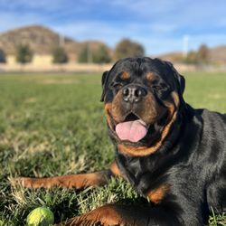 Oltman Dog Park - 3 years pumba