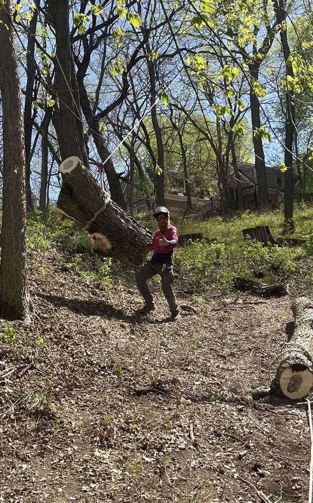 Rogue Tree Care - tree service in Papillion, NE