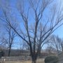 Photo of Curtis Thompson's Tree Service