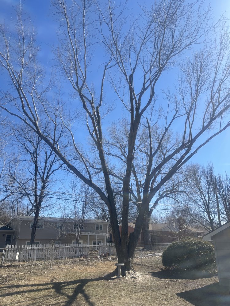 Curtis Thompson's Tree Service - tree service in Wichita, KS