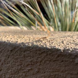 RKC Pest Management - Scorpion walking around in mid December yikes! Also side note; watch where you are about to put your hand..