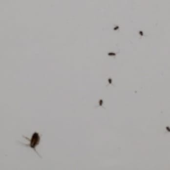 Econo Lodge - Roaches in our sink in room - Hotels Near Me - Winter Haven, Florida Econo Lodge - Roaches in our sink in room - Hotels Near Me - Winter Haven, Florida