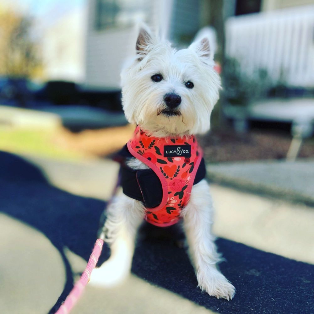 KERRI’S KANINE KARE Updated September 2024 13 Photos Weymouth