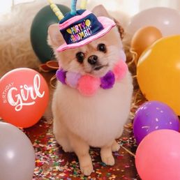Pomeranian Peaches