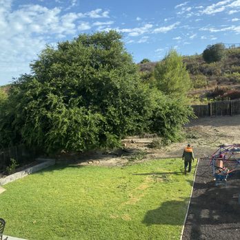All Access Tree Care - Tree Services Near Me - El Cajon, California All Access Tree Care - Tree Services Near Me - El Cajon, California