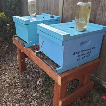 Mango Blossom Apiary - New hives by mango blossom apiary - Honey Near Me - San Jose, California Mango Blossom Apiary - New hives by mango blossom apiary - Honey Near Me - San Jose, California