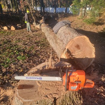Diamond State Tree Experts - a chainsaw cutting a tree - Tree Services Near Me