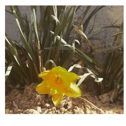 SOSAB - Washington, DC, 美國的相片