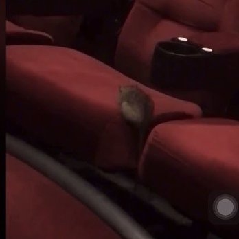 AMC Mesquite 30 - Ratatouille watching his own movie - Cinema Near Me - Mesquite, Texas AMC Mesquite 30 - Ratatouille watching his own movie - Cinema Near Me - Mesquite, Texas