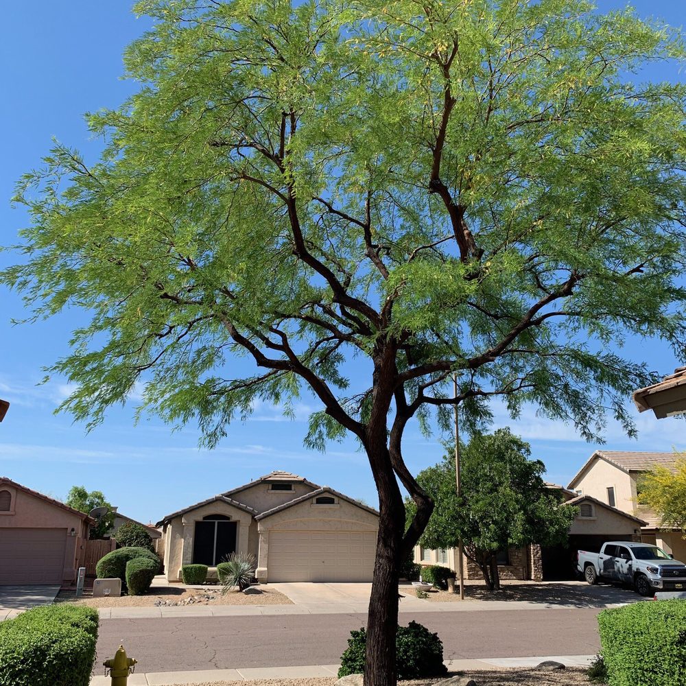 Roy's Trees - Tree Services Near Me Roy's Trees - Tree Services Near Me