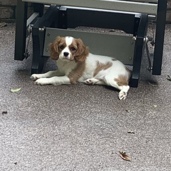 Pruiett Cavaliers - Sep 18, 2020, 12 weeks old. - Pet Breeders Near Me