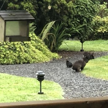 Inn At Cannon Beach - Enjoying a glass of wine on the front porch while I watch the bunnies play! - Hotels Near Me - Cannon Beach, Oregon Inn At Cannon Beach - Enjoying a glass of wine on the front porch while I watch the bunnies play! - Hotels Near Me - Cannon Beach, Oregon