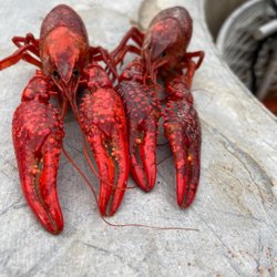 Buddy's - Buddy's , voted best crawfish in the Enterprise Journal voters choice