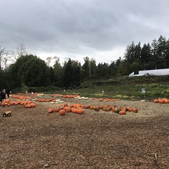Pheasant Fields Farm - The pumpkin patch was hoppin so this was what was out when we got there. - Farmers Market Near Me - Silverdale, Washington Pheasant Fields Farm - The pumpkin patch was hoppin so this was what was out when we got there. - Farmers Market Near Me - Silverdale, Washington