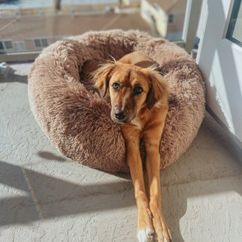 Karmic Rescue Without Borders - Pet Adoption Near Me Karmic Rescue Without Borders - Pet Adoption Near Me