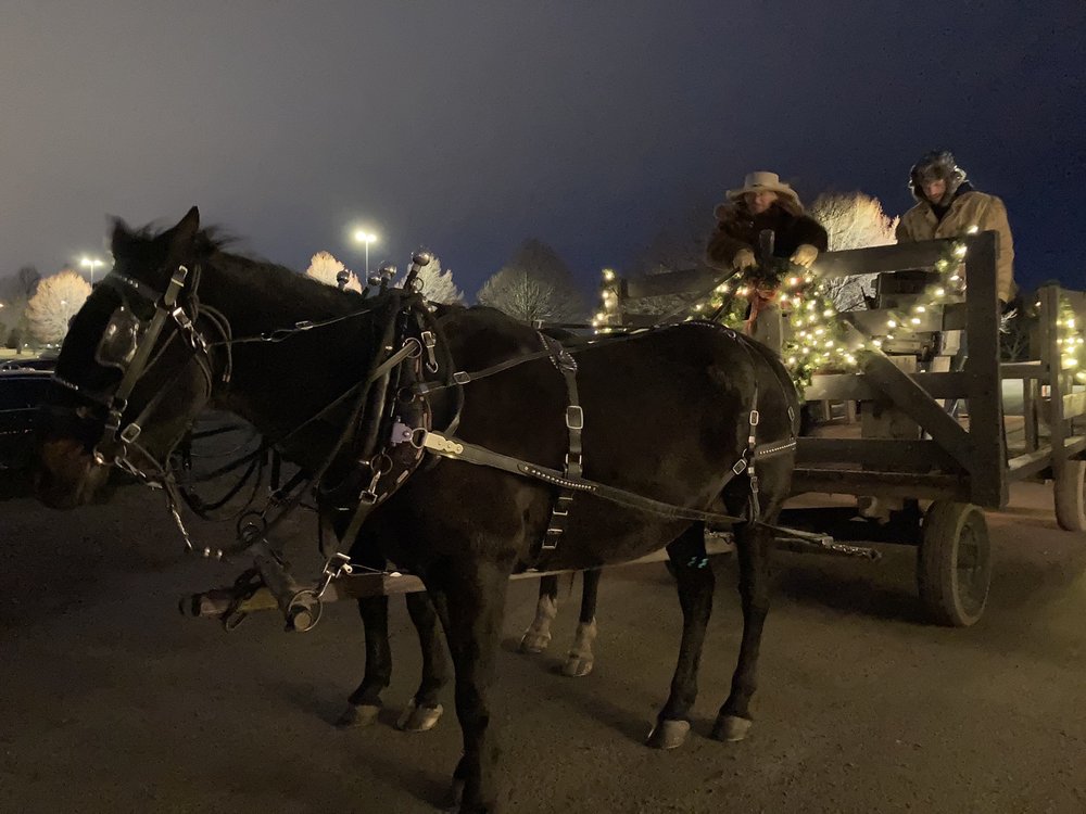 Zoo Lights - equestrian in Billings, MT