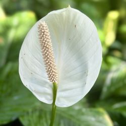 Olbrich Botanical Gardens