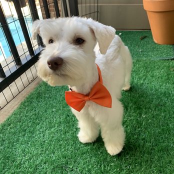 Grooming by Cholena - Pet Groomers Near Me