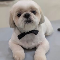 My dog after grooming My dog after grooming