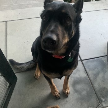 Kara Cares - Keisle being the goodest girl for Amanda - Pet Sitting Near Me