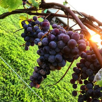 Dale Hollow Winery - a bunch of grapes hanging from a vine - Wine Tasting Room Near Me - Stover, Missouri Dale Hollow Winery - a bunch of grapes hanging from a vine - Wine Tasting Room Near Me - Stover, Missouri