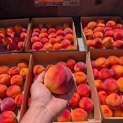 The Cherry Shack - Red Haven Peaches