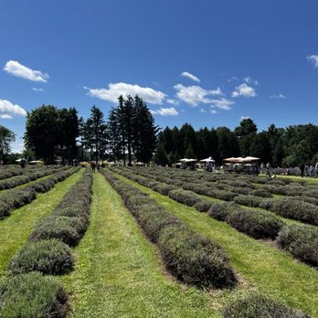 La Maison Lavande - Farms Near Me - Saint-Eustache, Quebec La Maison Lavande - Farms Near Me - Saint-Eustache, Quebec