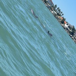 Salt And Mist Sea Tours - Dolphins