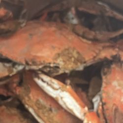 Captain Mo's Seafood - Large Males