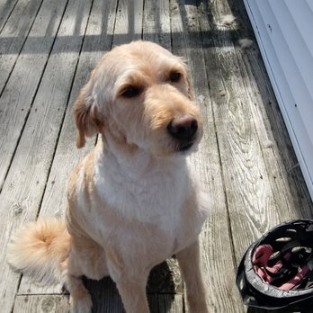 house of baxter dog grooming