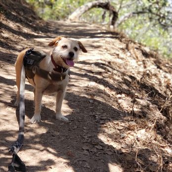 Paw Treks - Dog Walkers Near Me - West Hollywood, California Paw Treks - Dog Walkers Near Me - West Hollywood, California