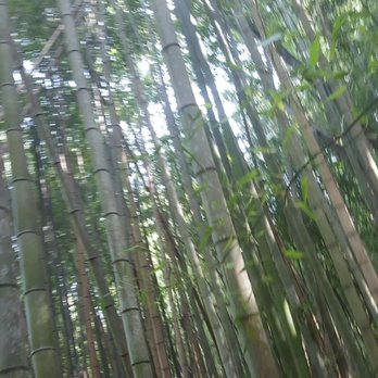 Whitewater Creek Trail - bamboo forest!! - Hiking Near Me - Atlanta, Georgia Whitewater Creek Trail - bamboo forest!! - Hiking Near Me - Atlanta, Georgia