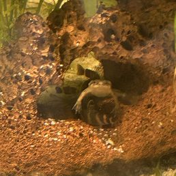 My frog with the kuhli loaches My frog with the kuhli loaches
