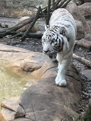 Caldwell Zoo by null