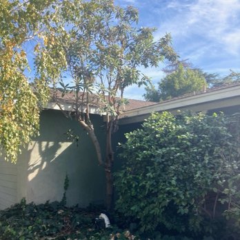 Unique Tree service - Loquat tree - beautiful lower branches were cut off. - Tree Services Near Me - Anaheim, California Unique Tree service - Loquat tree - beautiful lower branches were cut off. - Tree Services Near Me - Anaheim, California