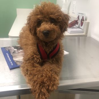 Verg - Emergency Pet Hospital Near Me - Brooklyn, New York Verg - Emergency Pet Hospital Near Me - Brooklyn, New York