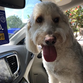 Breedmaster Dog Training - She loves Breedmaster - Dog Walkers Near Me