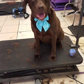 Shampoodles - Pet Groomers Near Me - Melvindale, Michigan