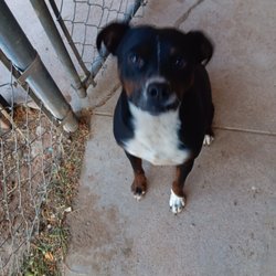 Lea County Humane Society - This was little Kurby just a little ugly mutt but I lived him and he lived me. He was killed by the Himane Siciety or euthanized