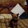 Photo of Scruffy to Fluffy Pet Grooming and Spa
