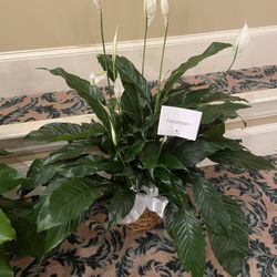 K. Mike Whittle Designs