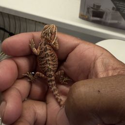 Red baby bearded dragon