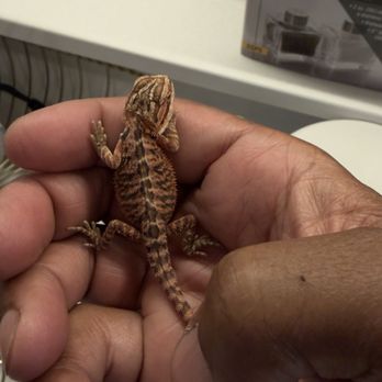 LLLReptile & Supply - Red baby bearded dragon - Pet Stores Near Me - Las Vegas, Nevada