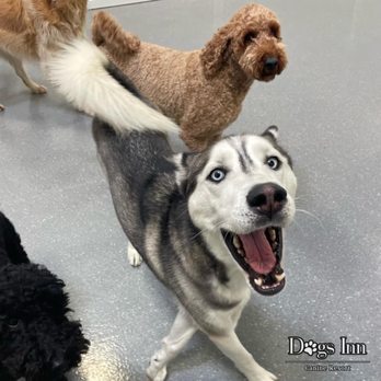 Dogs Inn - Pet Boarding Near Me - Ankeny, Iowa